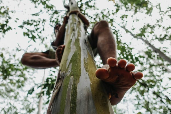 A ground-up photograph of a man climbing a branchless tree trunk.  His left foot is shown prominently as he clings to the rear side of the tree.